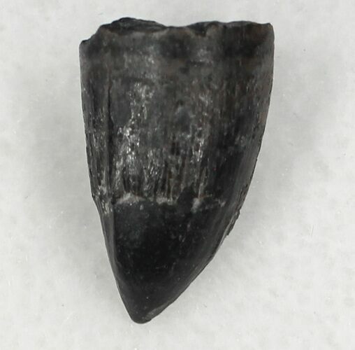 Sharp Deinosuchus Tooth - Javelina Formation, Texas #33215